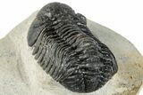 Morocops Trilobite - Ofaten, Morocco #287378-4